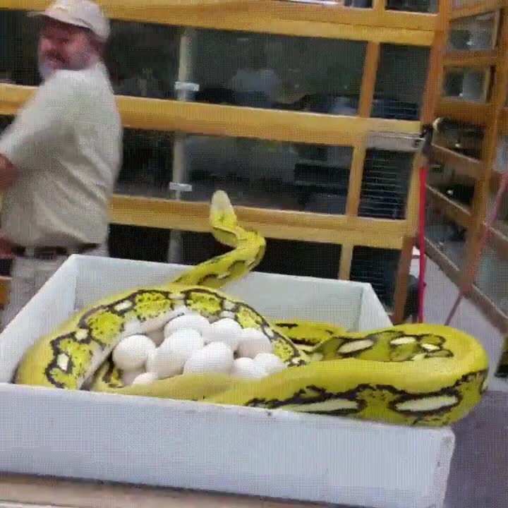 nunca,meterse,madre,serpiente,hijos