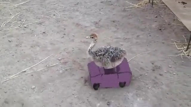 internet,edici&oacute;n,coches,carrera