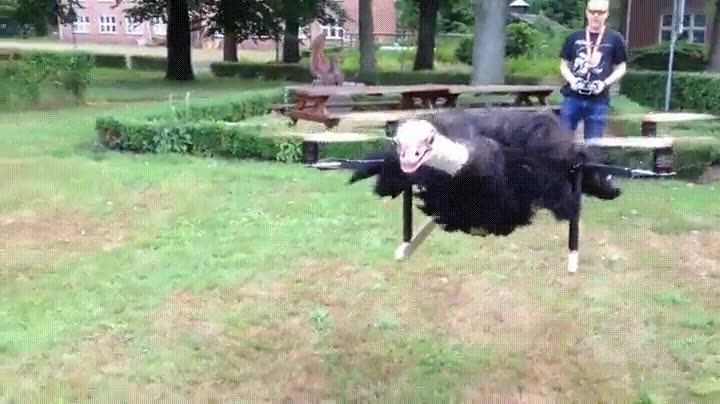 drones,animales,jugar,dioses,mal rollo