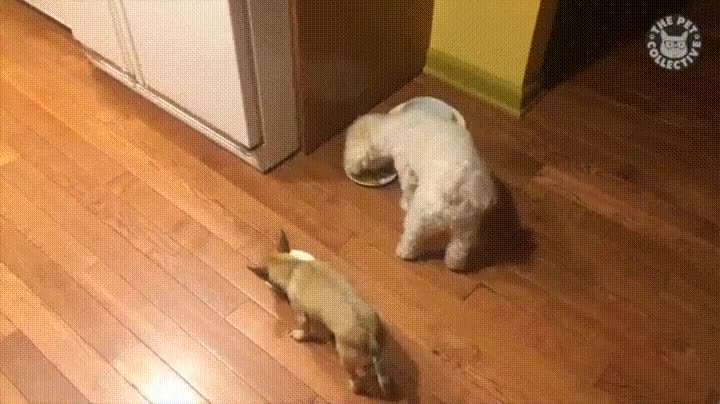 importar,plato,perro,comida