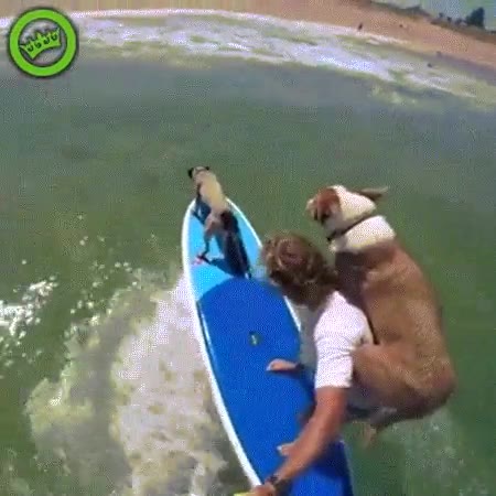 surf,compan&iacute;a,amigos,perros