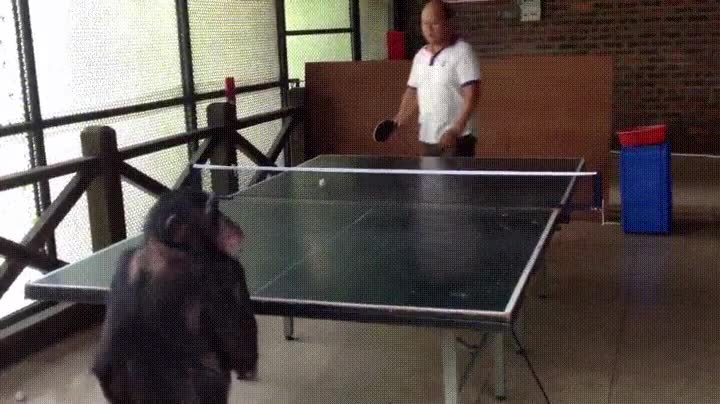 segur,ganar,chimpanc&eacute;,ping pong,habilidad