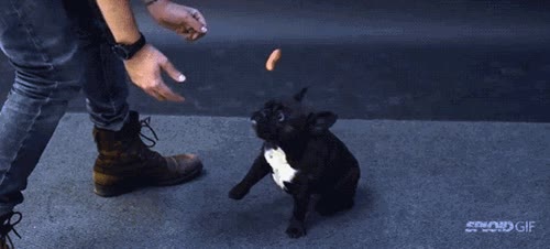 perros,magia,salchichas
