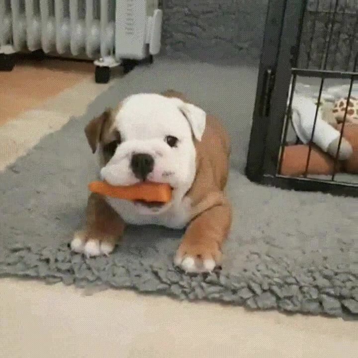 zanahoria,perro,criatura,feliz,universo