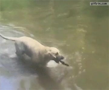 perro,espectacular,movimiento,palo,atrapar,sin querer