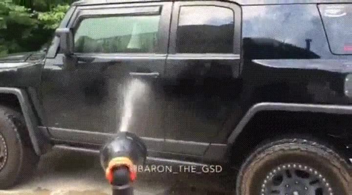 intentar,lavar,coche,pastor aleman