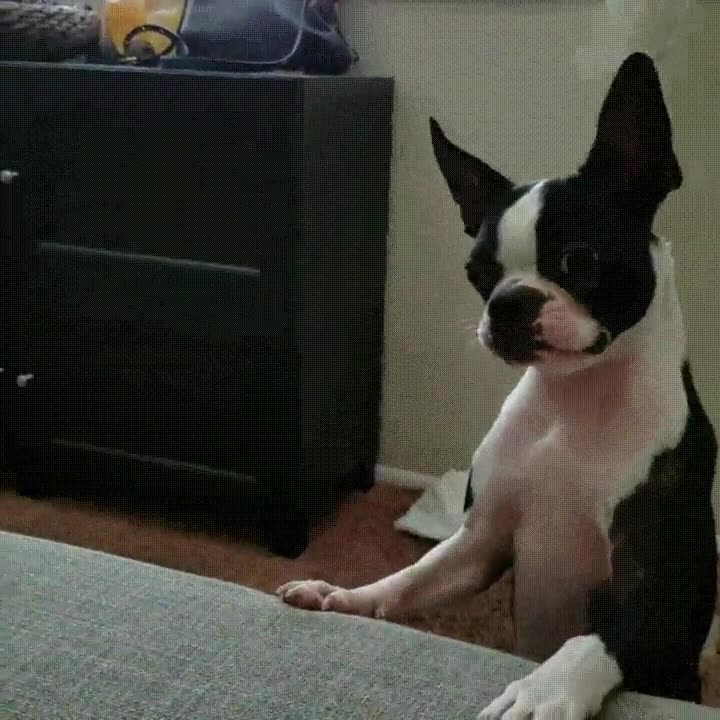 aparta,perro,sucia,botella,agua