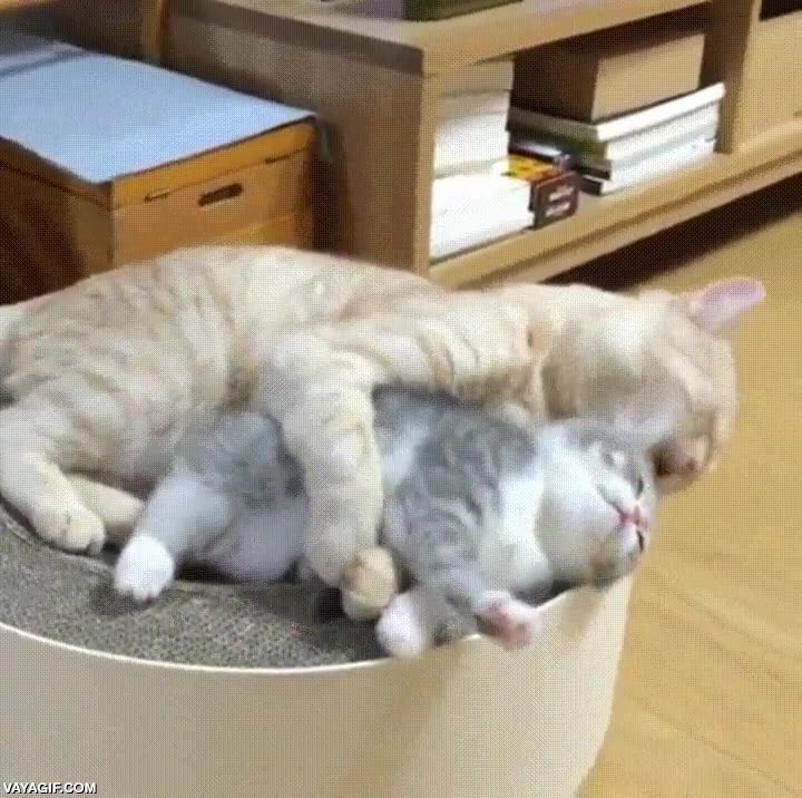 gato,lamer,cuchara,adorables