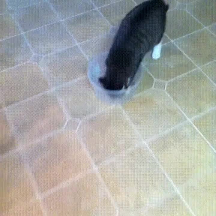 gato,entender,plato,bola,enroscar