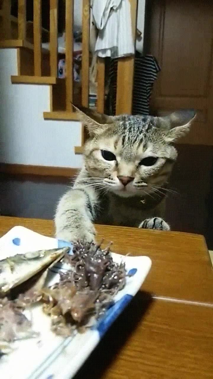 gato,comida,humana,bueno,igual no