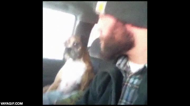 perro,dedicar,mirada,coche,aterradora