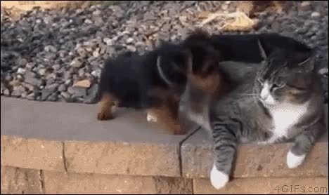 perros,gatoa,prestar,atenci&oacute;n,quita,patada