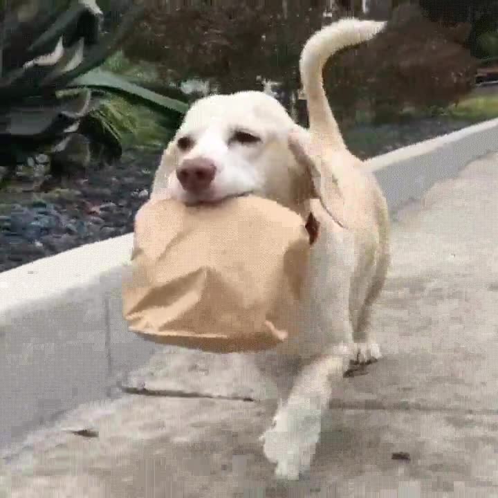 perro,novia,decir,sola en casa,comida