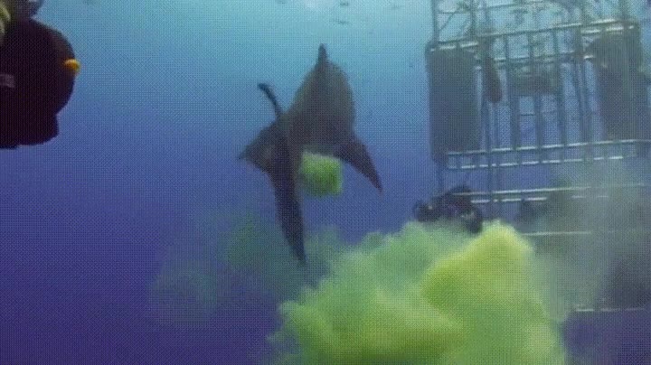 gran tiburon blanco,hola,peces,gases