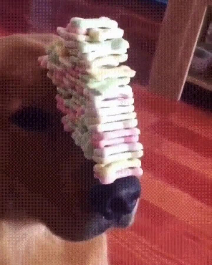 perro,paciencia,galletas,morro