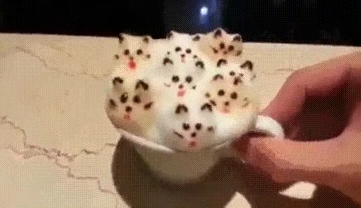 capuccino,gatos,adorable,floffy