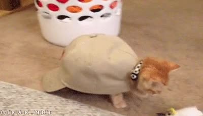 mezcla,gato,tortuga,swag