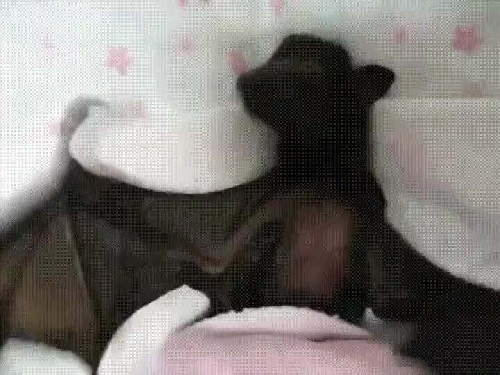 murci&eacute;lago,aplausos,siesta