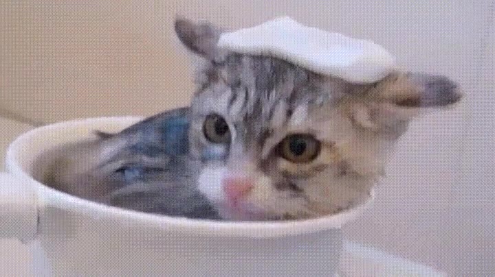 gato,taza,baño,agua,meterme,horas
