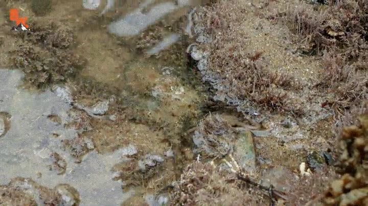 demostrar,habilidades,camuflarse,pulpo