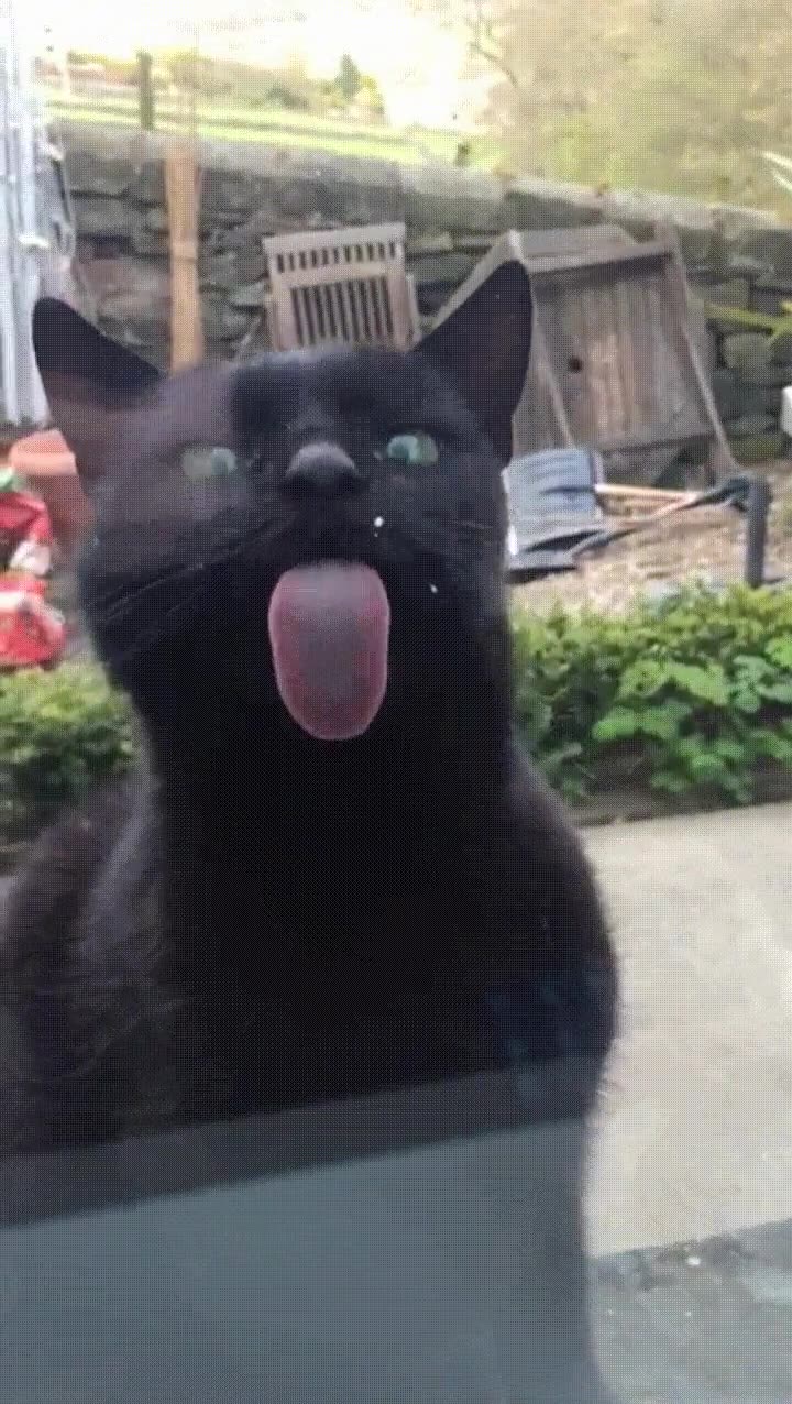 gato,intentar,seducir,mantener,contacto visual