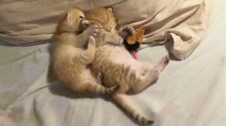 VAYA GIF Mejores VAYA GIF Mejores