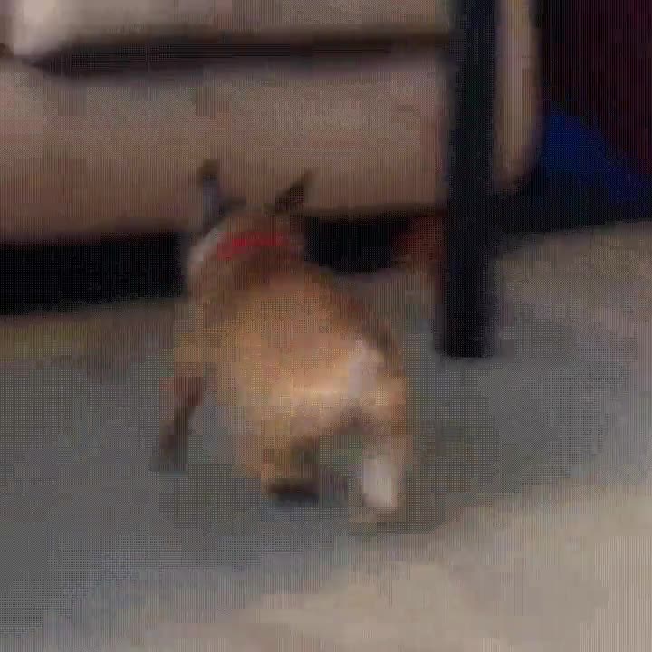 huir,responsabilidades,vida,adulta,perro,debajo,sof&aacute;