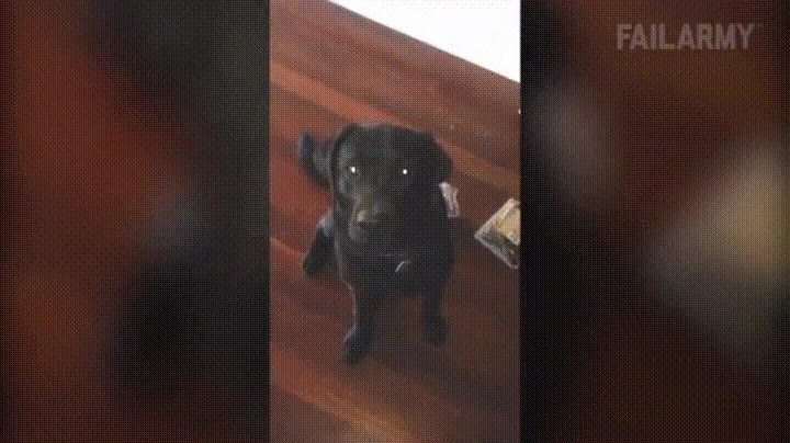 perro,dos,culpable,liada,cabeza,bolsa