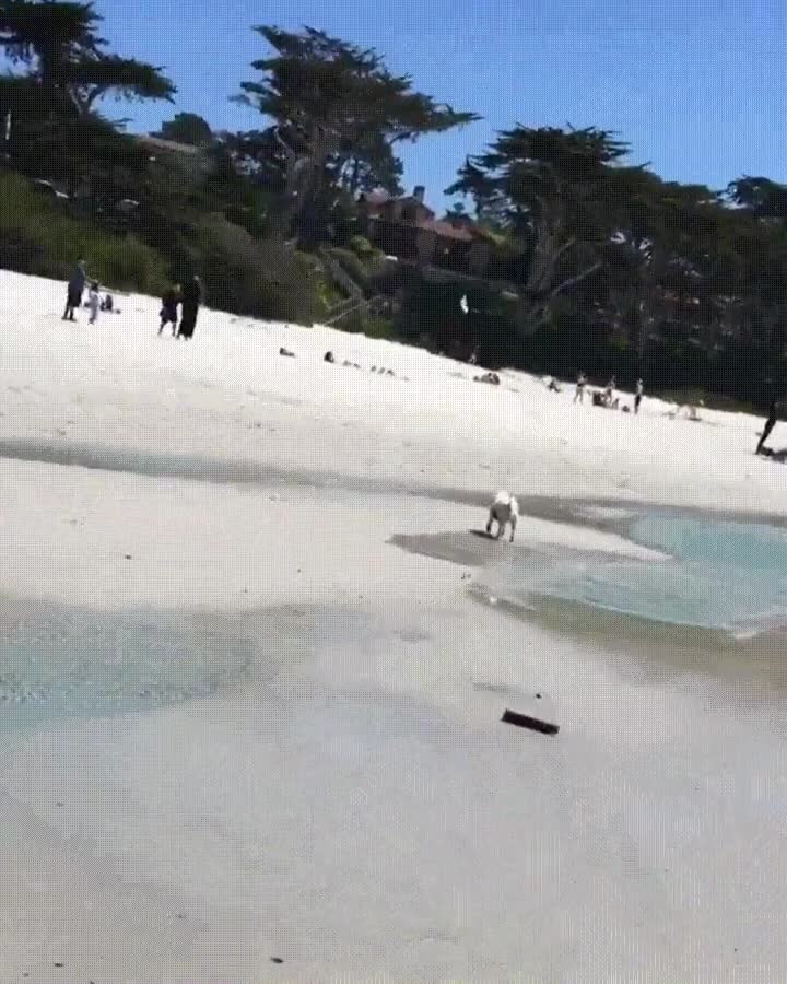 admirable,perro,agua,correr,ca&iacute;da,adversidad