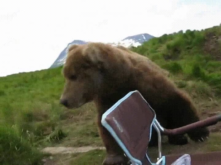 oso,silla,mirar,paisaje,mismo sitio,misma hora