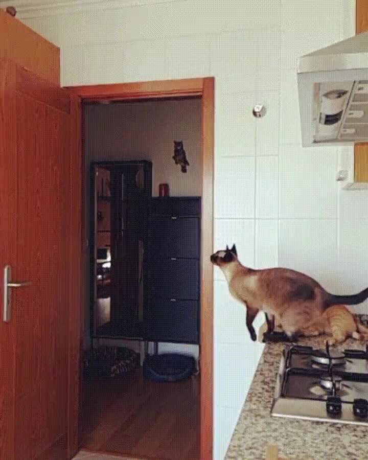 salto,gato,puerta,perfectamente,ejecutado