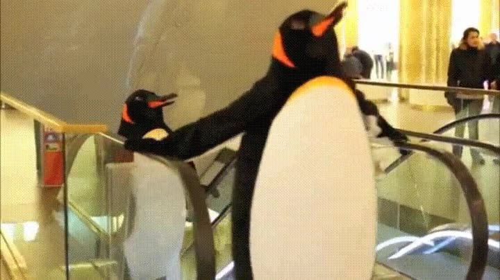 ping&uuml;inos,centro comercial,cercano,que har&iacute;as