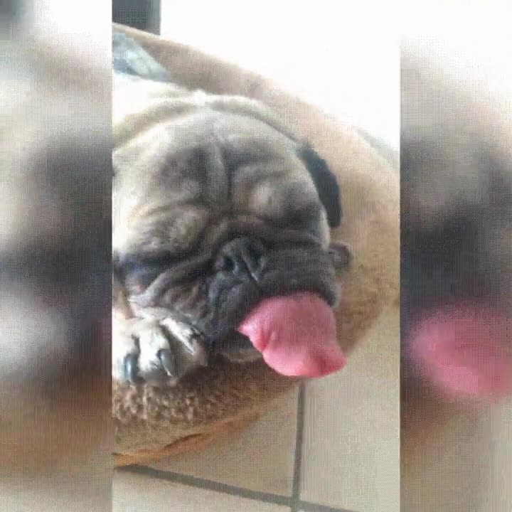 algo,decir,dormir,profundamente,lengua,fuera,estirar