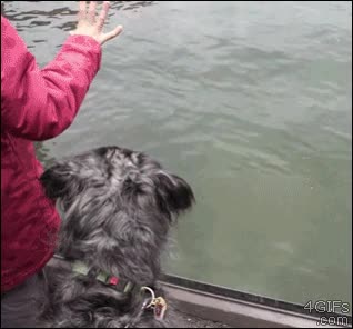 fijarse,reflejos,ninja,perro