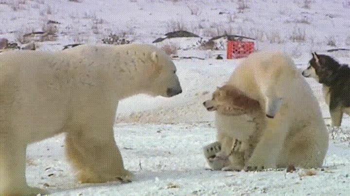 oso,cahcorro,mio,abrazo