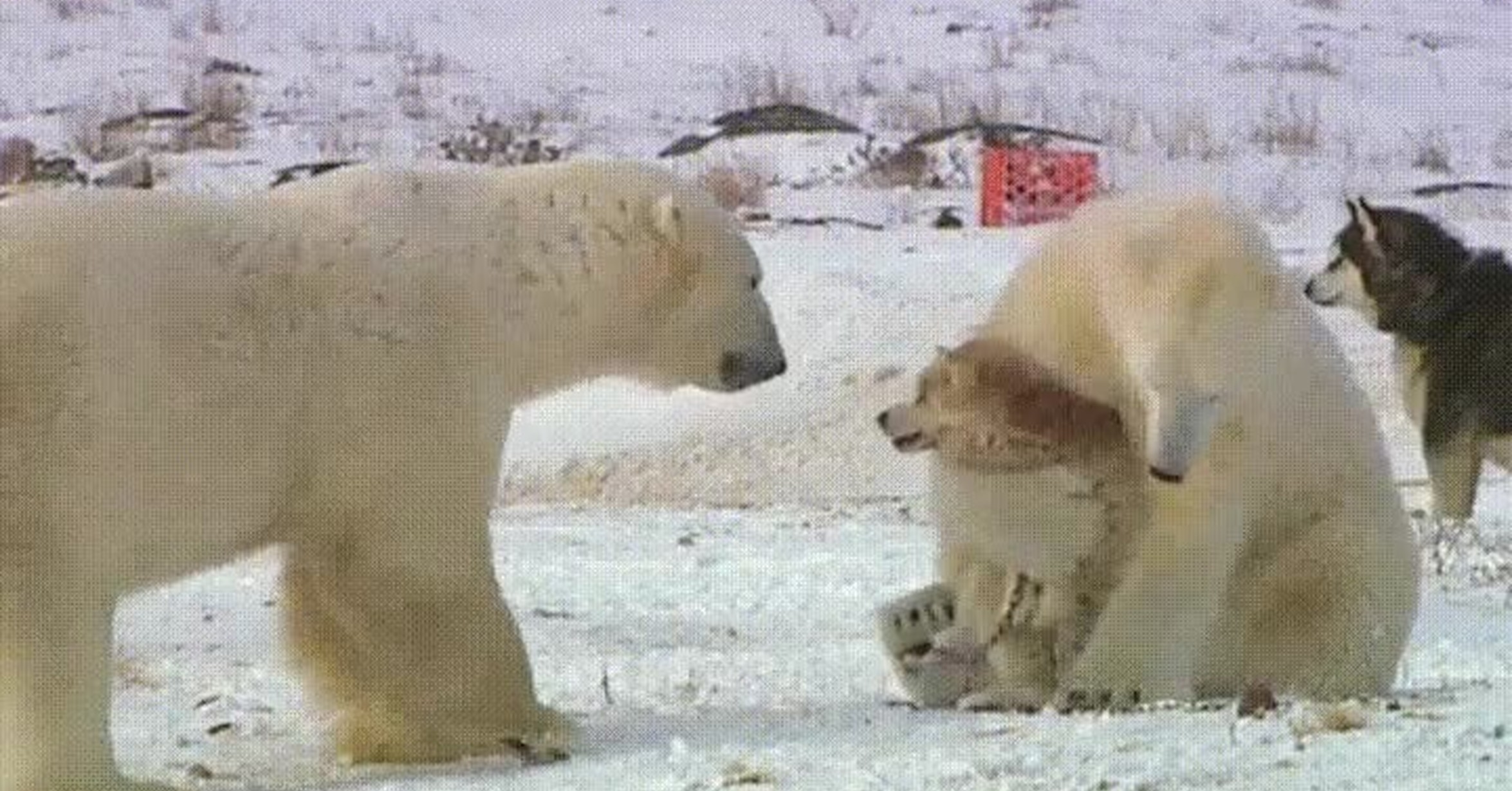 Белый медведь и хаски