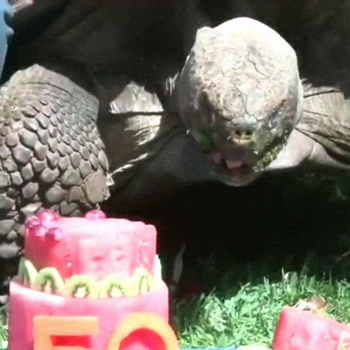 celebrar,50,aniversario,tortuga,pastel