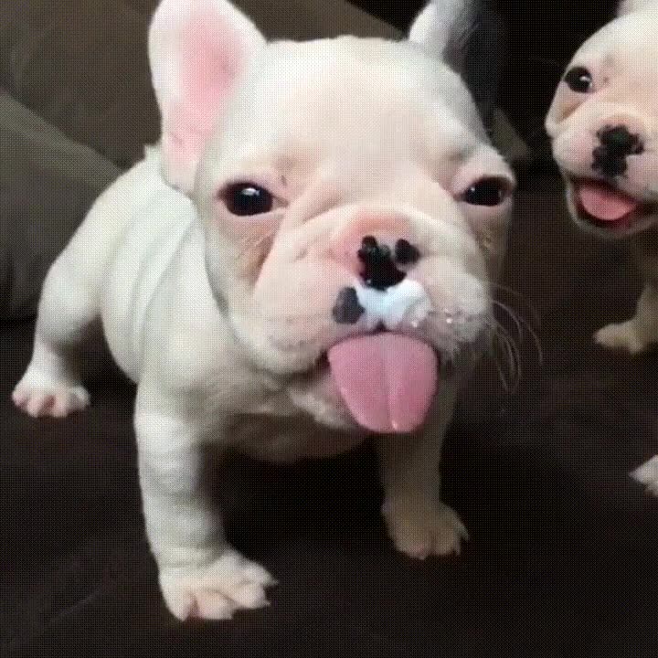 perro,lamerm helado,nariz,cara,derecha