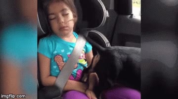 mejor,aire acondicionado,perro,cola,mover