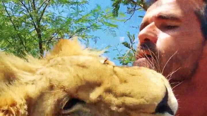 rey,selva,caricias,le&oacute;n,persona