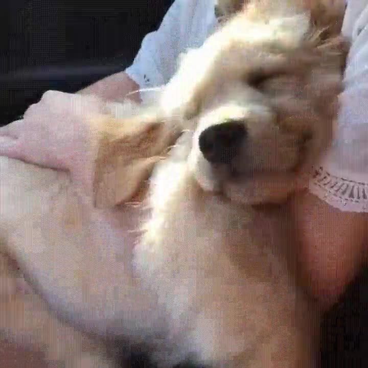 meta,vida,llegar,feliz,cachorro