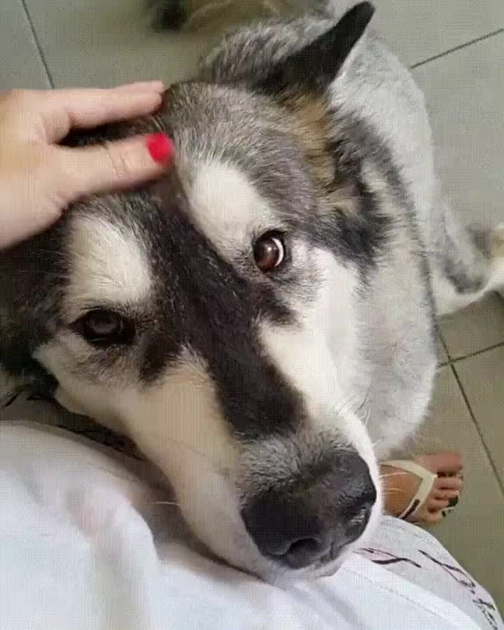 imposible,enamorarse,mirada,perro,husky,lengua