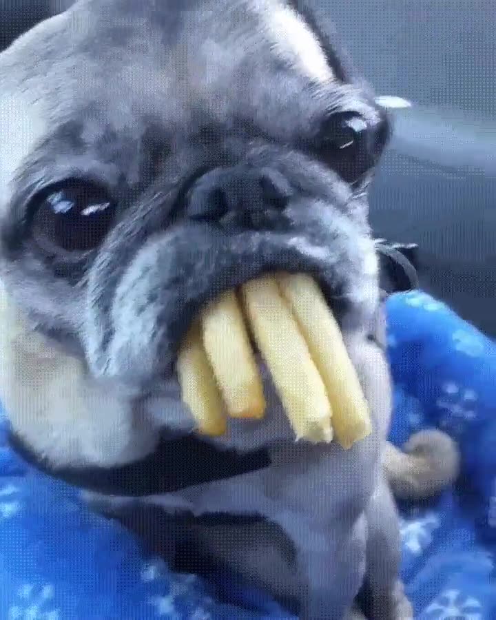 cthulhu,entre nosotros,perro,patatas