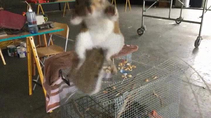 ardilla,practicar,salto,tigre,cara