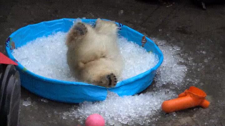 nada,mejor,oso,polar,ba&ntilde;o,hielo