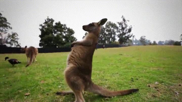 canguro,amante,rock,air guitar