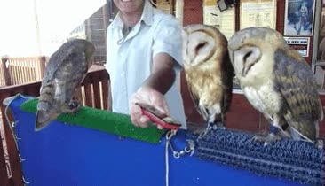 ense&ntilde;ar,amigos,buhos,foto,chica,enrollar,anoche