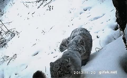 esperar,pasar,ultimo,nieve,adorable