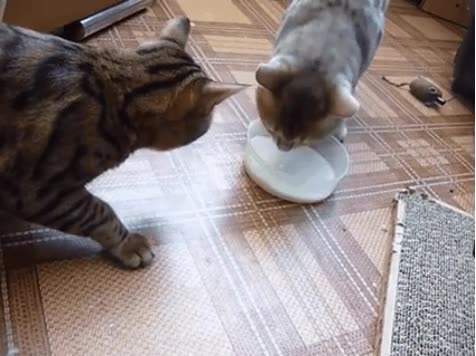 demostrado,dos,gatos,compartir,cuenco,leche