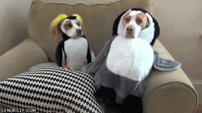 madre,poner,disfraces,hermano,perro